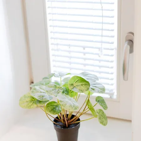 Apartman 111 Collection *